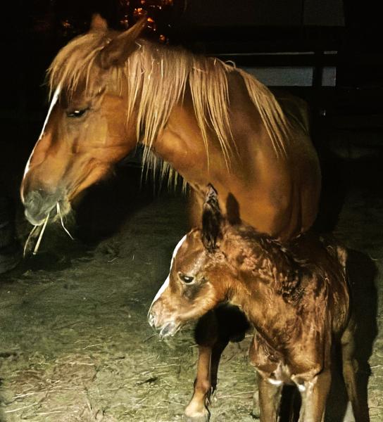 FOTÓK - Új kiscsikó érkezett a Tékarám Lovasudvar szívébe! 🐴✨