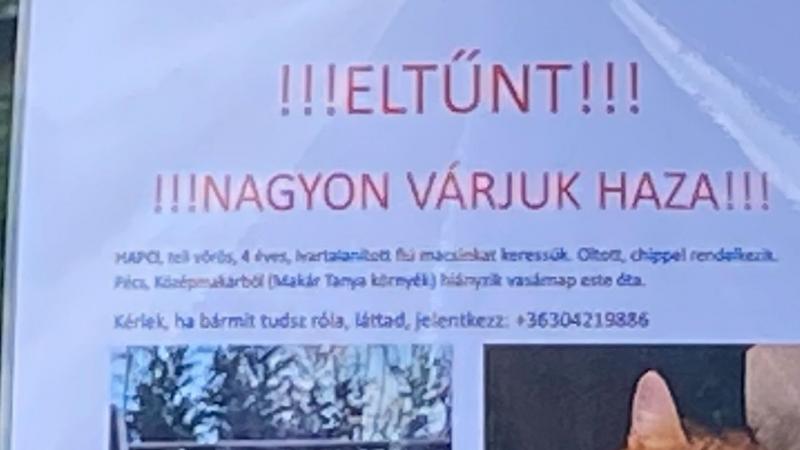 Eltűnt: Hapci hazatérésére már régóta izgatottan várnak!