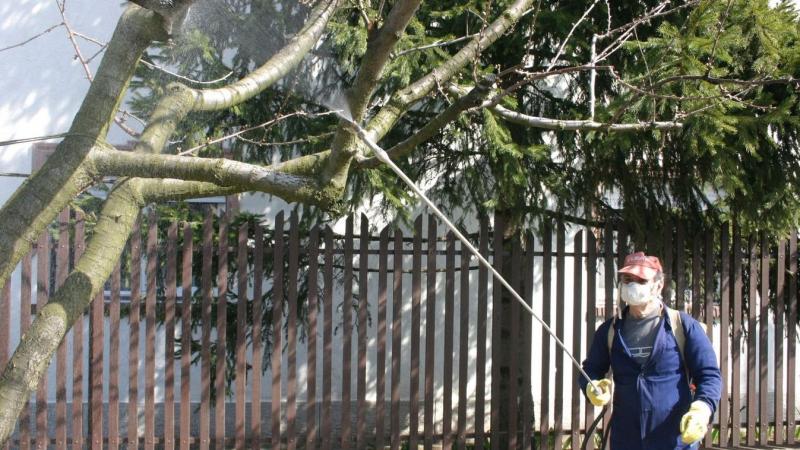 A szomszédos telken elterülő fa jelentős károkat okoz – vajon van erre megoldás?