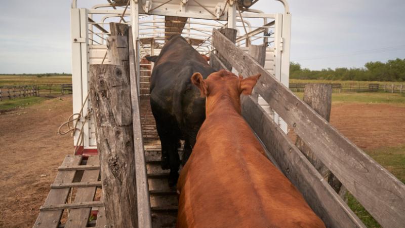 Az Egyesült Államok komoly lépést tett: ez a lépés jelentős következményekkel járhat a marhaágazatra nézve - Agrárszektor