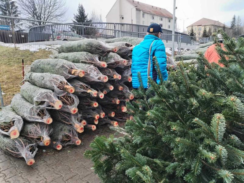 Csíki karácsonyfatrend - A nordmann fenyő egyre népszerűbb, míg a fehér fenyő iránti kereslet már kezd csökkenni.