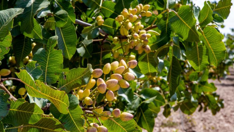 Már nem a mandula a középpontban az Egyesült Államokban: egy új növény vette át a vezető szerepet - Agrárszektor.