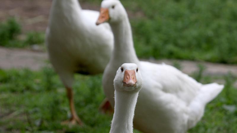 A vírus terjedése Magyarországon újabb védőkörzetet hozott létre a hatóságok döntése nyomán - Agrárszektor.