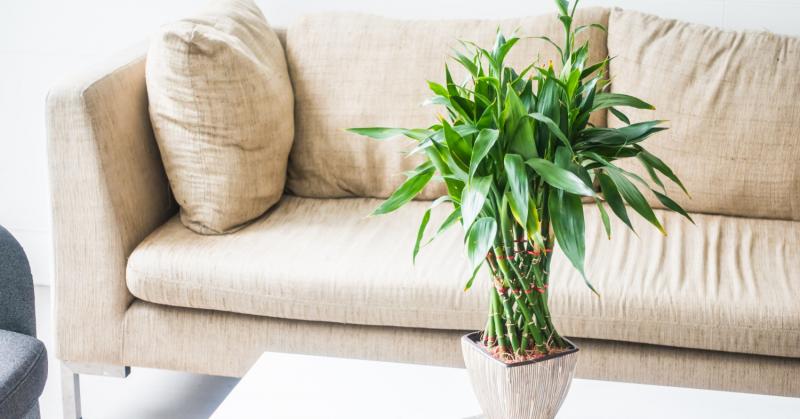 A Feng Shui filozófiája szerint bizonyos növények különleges erővel bírnak, amikor a gazdagság vonzásáról van szó. Íme három olyan növény, amelyek segíthetnek abban, hogy bőségesebb és prosperálóbb életet élhess:

1. **Pénzfa (Crassula ovata)**: Ezt a rob