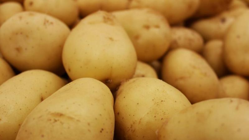 A burgonya akár négy hónapig is megőrzi frissességét és elkerüli a csírázást, ha egy különleges helyen helyezzük el.