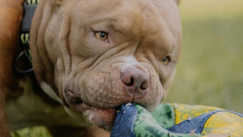 Balassagyarmaton tragikus kutyatámadásra került sor, amely halálos kimenetelű volt.