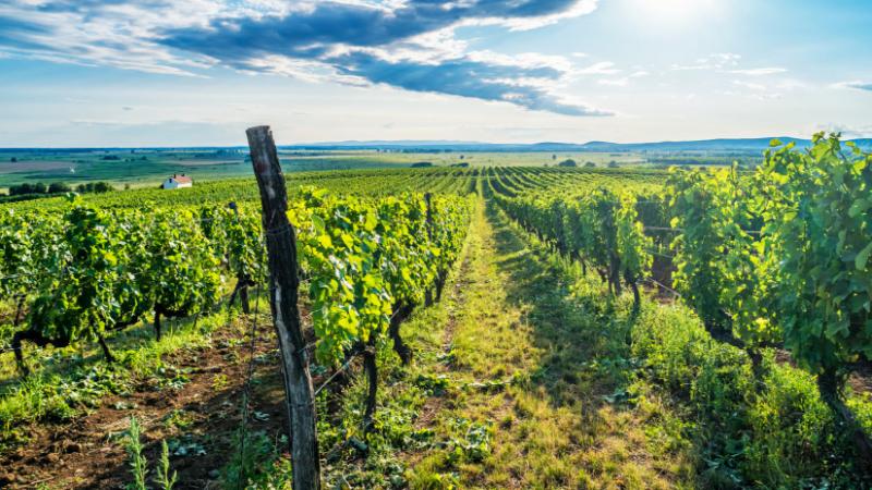 Nagy István jelentős bejelentést tett a szőlő aranyszínű sárgaságával kapcsolatban, amely komoly aggodalmakat keltett az agráriumban - Agrárszektor.