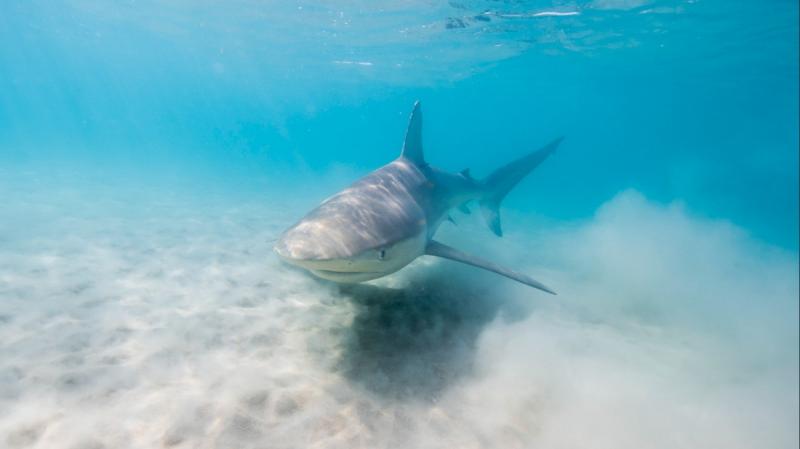 Valósággá vált a legfélelmetesebb horrorfilm: egy turista szörnyű végzetével nézett szembe Izrael tengerpartján, ahol cápák támadtak rá és marcangolták szét.