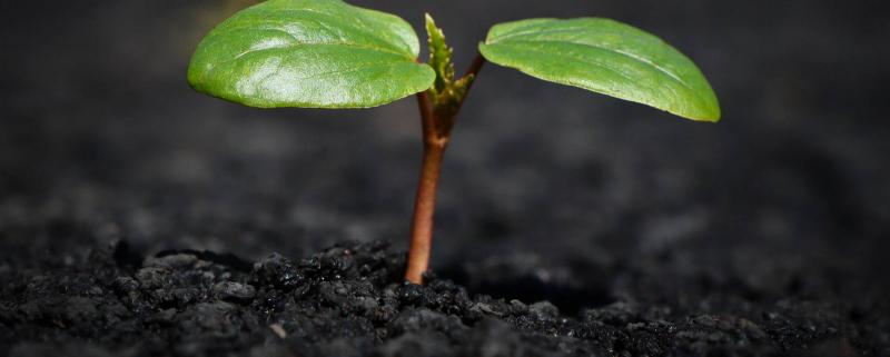 Melyik talaj varázsolja mosolygósabbá a növényeket, és mikor válik a 