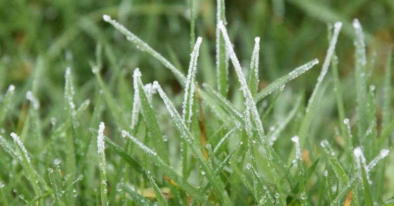 A gyep téli pihenő üzemmódja - mit érdemes tenni és mit kerülni?